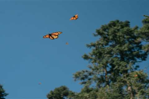 The monarch is falling victim to a real-life butterfly effect