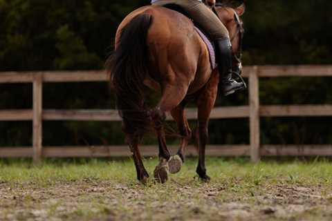 It’s Never Too Late to Learn to Ride Horseback