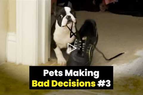 Pets Making Bad Decisions #3