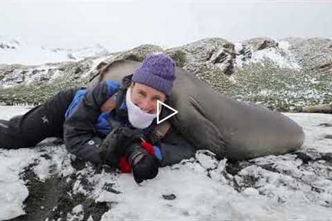 Photographer Captures Video Of His Wife Getting Hugged By Elephant Seals #shorts