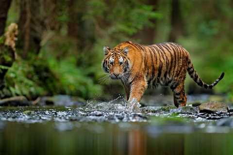 Why are tigers orange? | Live Science