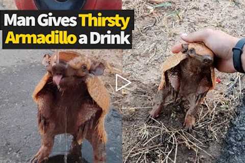 Man Helps Out A Thirsty Armadillo And Gives It A Drink