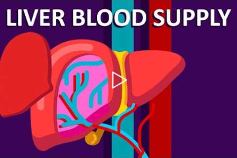 Liver Blood Supply