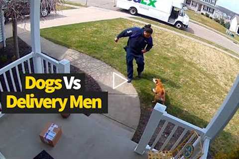 Top 12 Moments Dogs vs Delivery Drivers