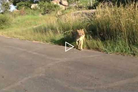 Mother Fights Off Other Lion To Defend Cub