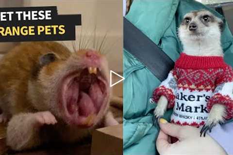 20 Cute And Unusual Animals Who People Own As Pets