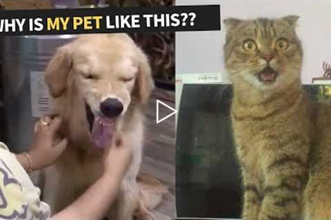 Why Is My Pet Like This? Compilation for Pet Owners