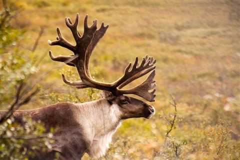 First Nations Chief in B.C. Receives Death Threats Over Proposed Changes to Moose and Caribou..