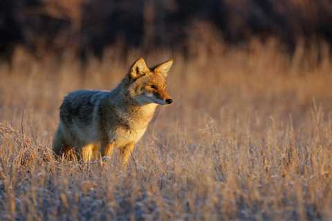 Coyote Hunting Contests Would Be Banned on Federal Land If Congress Passes the Bill It Introduced..