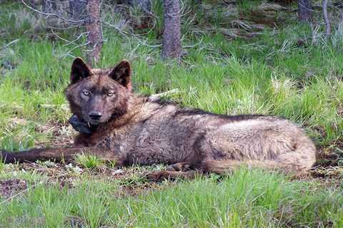 Washington Wolf Numbers Are Up and Livestock Depredation Is Down, But the State Still Spent $1.4..