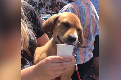 ‘Beers For Beagles’ event returns in Raleigh after 2 years, raising thousands for dog rescue group