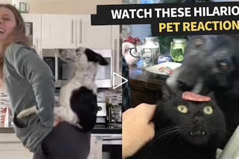 Top Funniest Pet Reactions | Try Not To Laugh