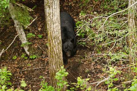 Growing Black Bear Populations Could Mean a Bear Hunting Boom in America