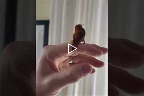 Canadian man helps hummingbird find its way back out