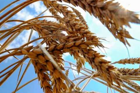 Grain brought to Russia from occupied territories – •