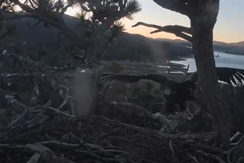 Large Bear’s Child Bald Eagle Takes Flight – NBC Los Angeles