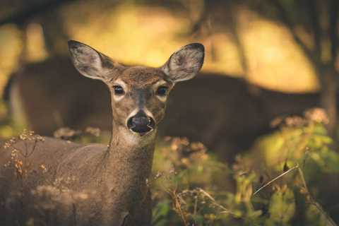 Two Florida Men Arrested for Poaching Deer in a Subdivision with a Pellet Gun