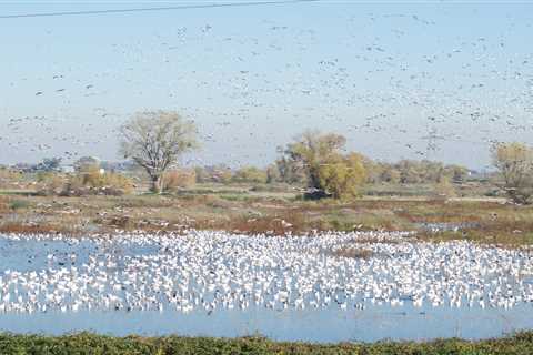 USFWS Wants to Open 19 More Wildlife Refuges to Hunting and Fishing. Lead Ammo and Tackle Would Be..