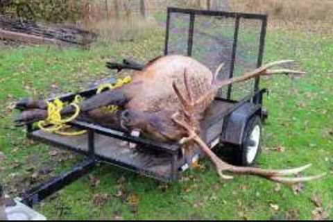 Social Media Photo Leads to Charges for Men Who Poached Trophy Elk