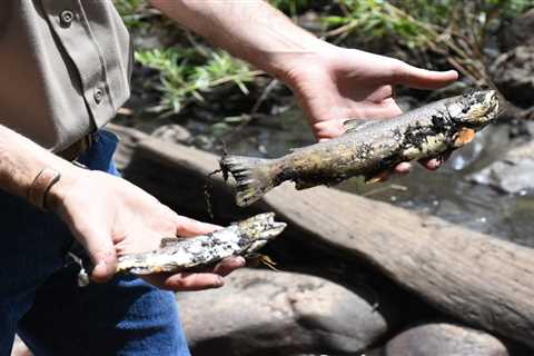 Forest Fires Are Contributing to Trout Kills in the West