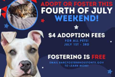 BARC Offers Tips for Keeping Pets Safe This Fourth of July Weekend – City of Houston