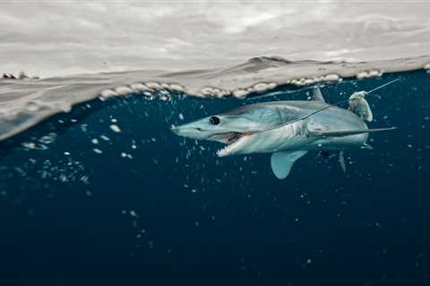 Federal Ban Ends Decades of Mako Shark Fishing Fever in the Northeast