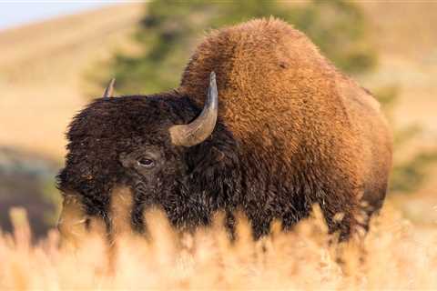 Wyoming Hunter Wins Coveted Bison Tag, Says She’ll Donate it to a Disabled Veteran