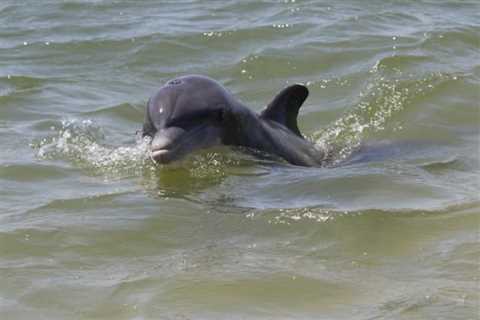 Beware of…dolphin?  Visitors warned of ‘aggressive’ dolphin in North Padre Island