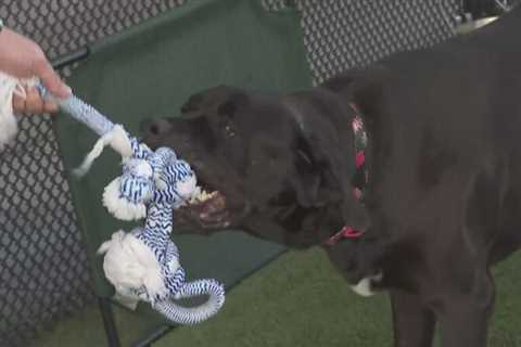 ‘DOGust 1st’ serves as celebratory birthday for shelter dogs