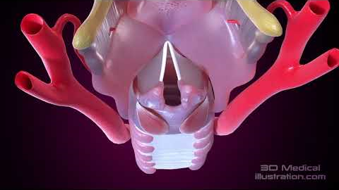 Vocal cords adductor and abductor muscles