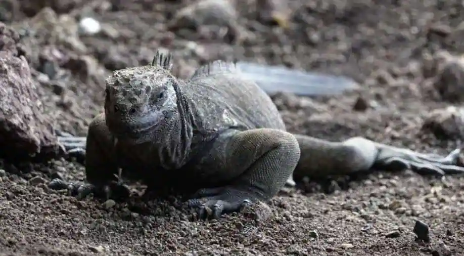 Iguanas are reproducing on the island of Galapagos a century after they disappeared