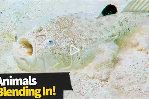 Top 13  Crazy Animal Camouflage Moments | Hidden Animals