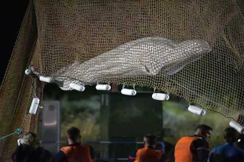 Beluga who had ended up in Seine died during transport – •