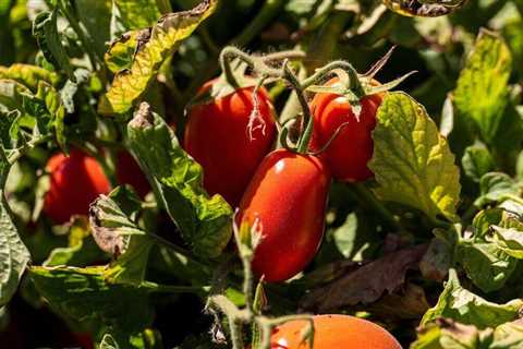 Spaghetti sauce in jeopardy as water crisis hits tomatoes