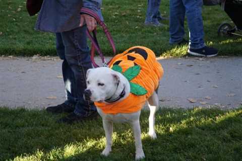 Carson City Parks and Rec, Open Space commissions recommend changes to leash policies | Carson City ..