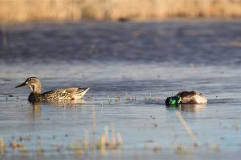 The USFWS Just Released Its First Full Duck Count in Three Years, and It’s Not Great