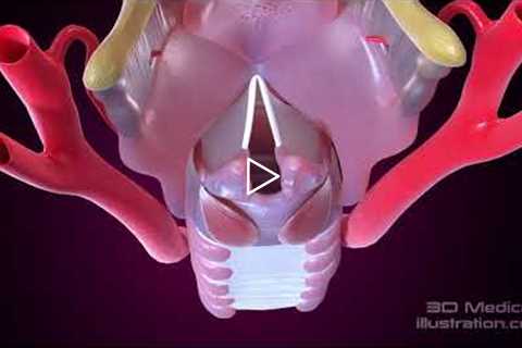 Vocal cords adductor and abductor muscles