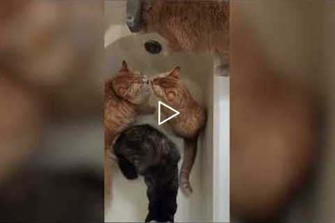 5 Cats Meow over the Bathtub Faucet