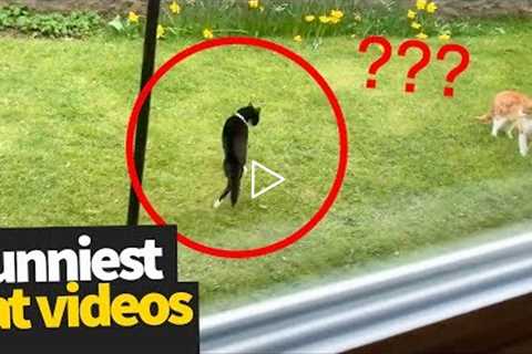 Hilarious Cat Viral Videos | Ultimate Cat Compilation 2019