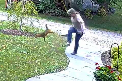 Watch: New York Woman Fights Off Rabid Fox in Her Front Yard