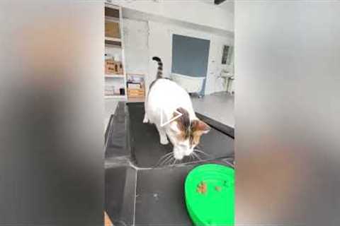 Overweight Cat Gets Tricked Into Exercising