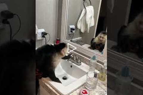 Monkey Has Conversation With Himself in Mirror