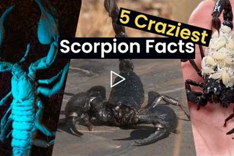 Craziest Facts About Scorpions