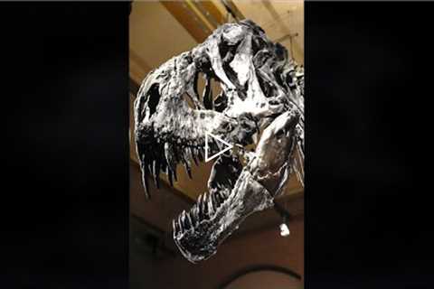 Scientists Examining This Tyrannosaurus Rex Made A Hunting Discovery #shorts