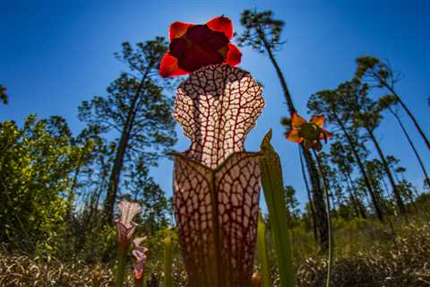 New road through this Florida state forest is an idea going the wrong way