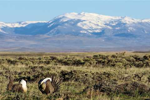 New Report Provides a Roadmap for Sagebrush Conservation in the West