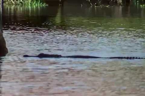 Reporter spots alligator swimming in Orlando floodwaters after Ian