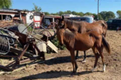 26 horses, donkeys rescued from property in Brenham: SPCA