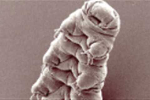 Explain how tardigrades can survive in extreme conditions