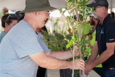 Tree Removal and Replacement City of Clearwater